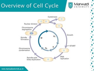 DNA REPLICATION INTRODUCTORY BIOLOGY EVOLUTIONARY AND ECOLOGICAL visual data 5