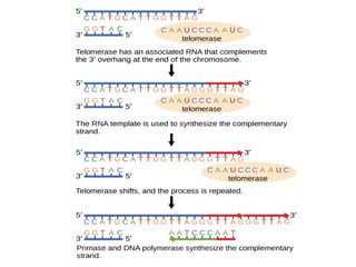 EUKARYOTIC DNA REPLICATION.pptx pharmacology
