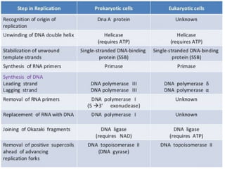 EUKARYOTIC DNA REPLICATION.pptx pharmacology