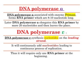 DNA polymerase α
DNA polymerase α associated with enzyme Primase,
forms RNA primer which are 8-10 nucleotide long.
Later DNA polymerase α elongates this RNA primer by
more 20 nucleotides and then leaves the place.
DNA polymerase ε :
DNA polymerase ε synthesis nucleotides on the leading
strand.
It will continuously add nucleotides leading to
continuous process of replication.
Thus it will require only one RNA primer at the
beginning.
 