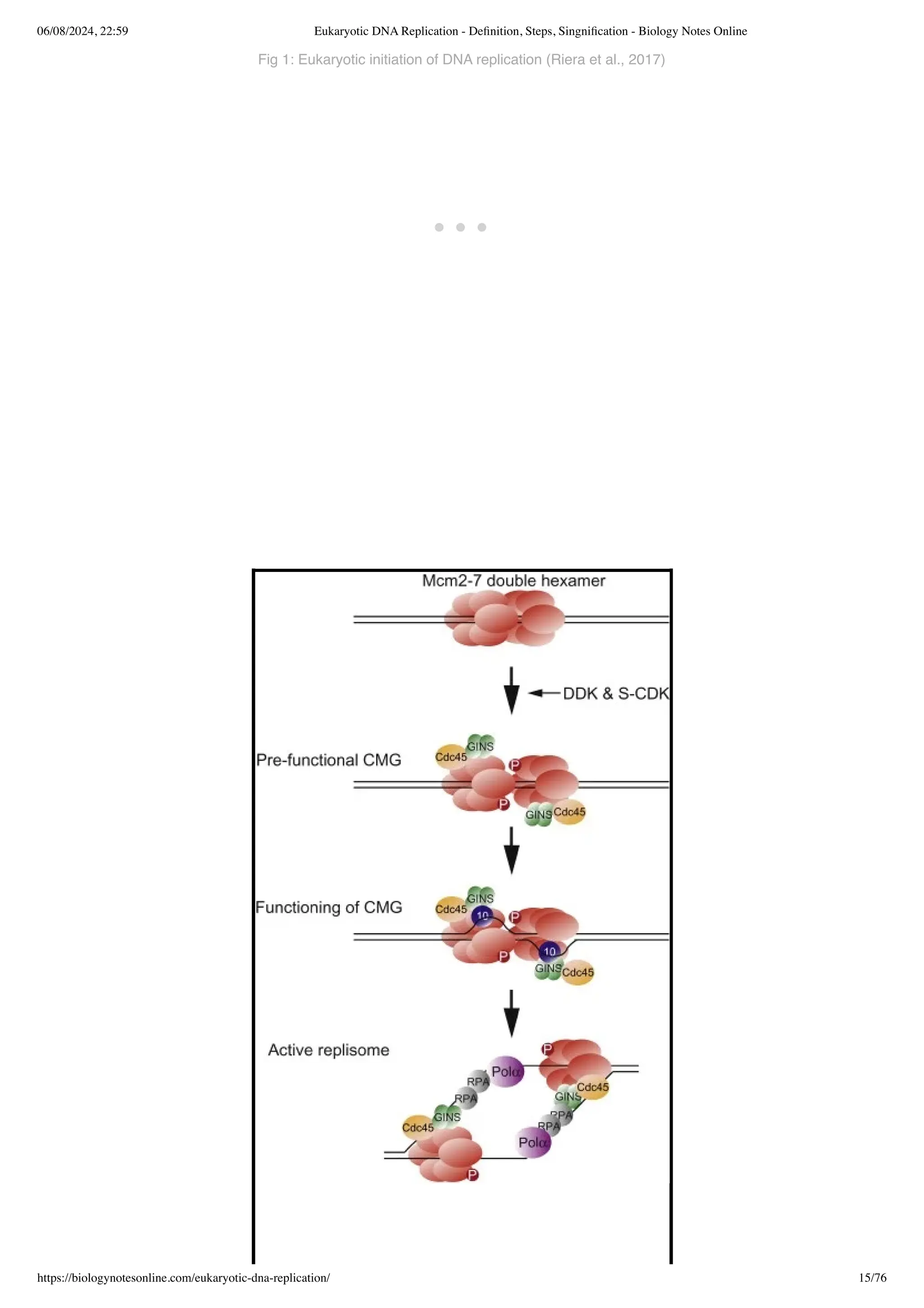 Eukaryotic DNA Replication - Definition, Steps, Singnification ...