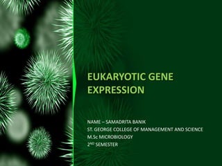 EUKARYOTIC GENE
EXPRESSION
NAME – SAMADRITA BANIK
ST. GEORGE COLLEGE OF MANAGEMENT AND SCIENCE
M.Sc MICROBIOLOGY
2ND SEMESTER
 