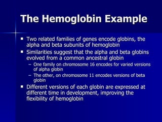 The Hemoglobin Example Two related families of genes encode globins, the alpha and beta subunits of hemoglobin Similarities suggest that the alpha and beta globins evolved from a common ancestral globin One family on chromosome 16 encodes for varied versions of alpha globin The other, on chromosome 11 encodes versions of beta globin Different versions of each globin are expressed at different time in development, improving the flexibility of hemoglobin 