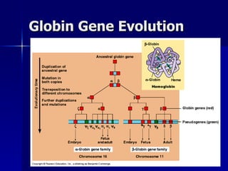 Globin Gene Evolution 