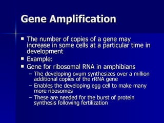 Gene Amplification The number of copies of a gene may increase in some cells at a particular time in development Example:  Gene for ribosomal RNA in amphibians The developing ovum synthesizes over a million additional copies of the rRNA gene Enables the developing egg cell to make many more ribosomes These are needed for the burst of protein synthesis following fertilization 