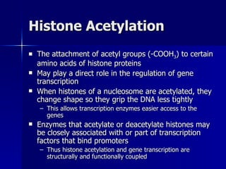 Histone Acetylation The attachment of acetyl groups (-COOH 3 ) to certain amino acids of histone proteins May play a direct role in the regulation of gene transcription When histones of a nucleosome are acetylated, they change shape so they grip the DNA less tightly This allows transcription enzymes easier access to the genes Enzymes that acetylate or deacetylate histones may be closely associated with or part of transcription factors that bind promoters Thus histone acetylation and gene transcription are structurally and functionally coupled 