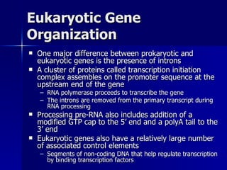 Eukaryotic Gene Organization One major difference between prokaryotic and eukaryotic genes is the presence of introns A cluster of proteins called transcription initiation complex assembles on the promoter sequence at the upstream end of the gene RNA polymerase proceeds to transcribe the gene The introns are removed from the primary transcript during RNA processing Processing pre-RNA also includes addition of a modified GTP cap to the 5’ end and a polyA tail to the 3’ end Eukaryotic genes also have a relatively large number of associated control elements Segments of non-coding DNA that help regulate transcription by binding transcription factors 