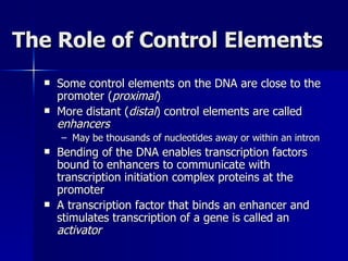 The Role of Control Elements Some control elements on the DNA are close to the promoter ( proximal ) More distant ( distal ) control elements are called  enhancers May be thousands of nucleotides away or within an intron Bending of the DNA enables transcription factors bound to enhancers to communicate with transcription initiation complex proteins at the promoter A transcription factor that binds an enhancer and stimulates transcription of a gene is called an  activator 