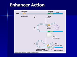 Enhancer Action 