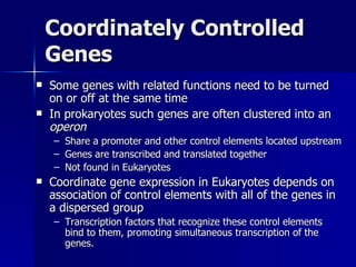 Coordinately Controlled Genes Some genes with related functions need to be turned on or off at the same time In prokaryotes such genes are often clustered into an  operon Share a promoter and other control elements located upstream Genes are transcribed and translated together Not found in Eukaryotes Coordinate gene expression in Eukaryotes depends on association of control elements with all of the genes in a dispersed group Transcription factors that recognize these control elements bind to them, promoting simultaneous transcription of the genes. 