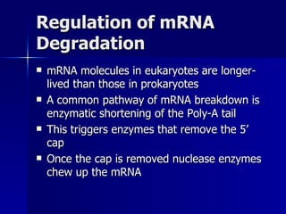 Regulation of mRNA Degradation mRNA molecules in eukaryotes are longer-lived than those in prokaryotes A common pathway of mRNA breakdown is enzymatic shortening of the Poly-A tail This triggers enzymes that remove the 5’ cap Once the cap is removed nuclease enzymes chew up the mRNA 