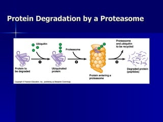 Protein Degradation by a Proteasome 