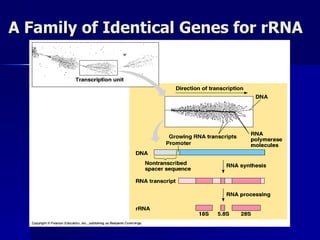 A Family of Identical Genes for rRNA 