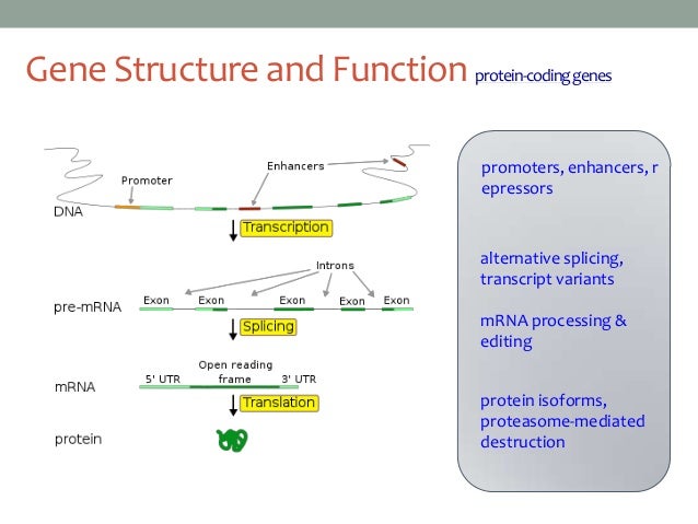 mrna structure