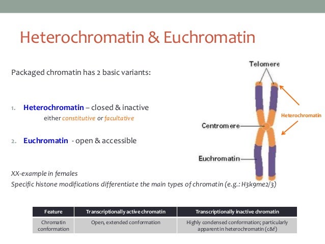 Eukaryotic Gene Regulation Part Ii 2013 Eukaryotic Gene Regulation Part Ii 2013