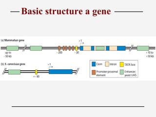 Basic Gene Model Eukaryotic gene regulation models (by np mendez) | PPT
