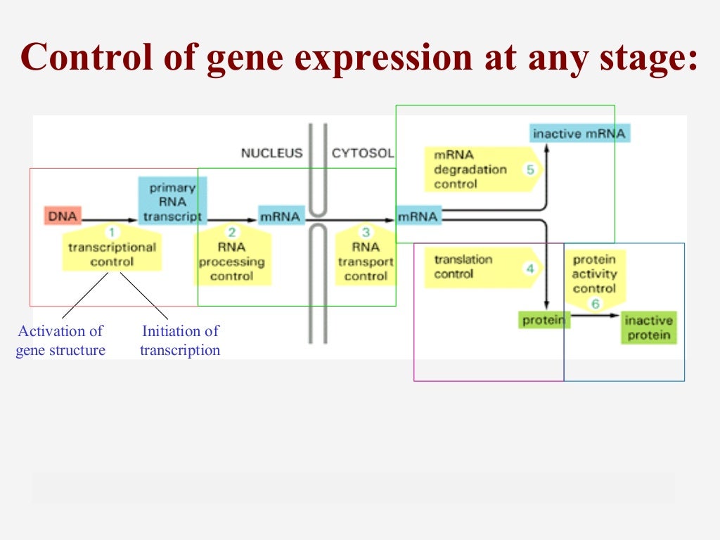 Eukaryotic gene regulation models (by np mendez)