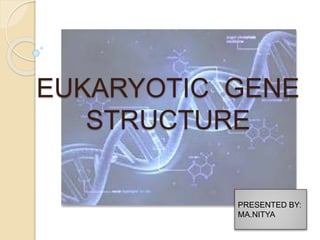 EUKARYOTIC GENE
STRUCTURE
PRESENTED BY:
MA.NITYA
 