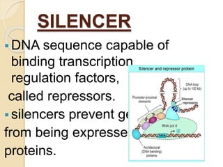 EUKARYOTIC GENE STRUCTURE | PPTX