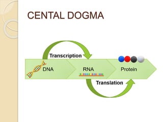 CENTAL DOGMA