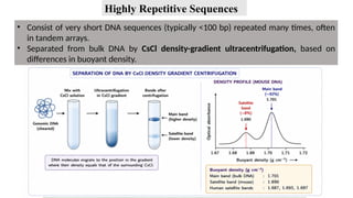 • Consist of very short DNA sequences (typically <100 bp) repeated many times, often
in tandem arrays.
• Separated from bulk DNA by CsCl density-gradient ultracentrifugation, based on
differences in buoyant density.
Highly Repetitive Sequences
 