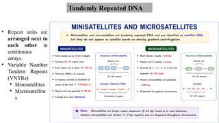 Tandemly Repeated DNA
• Repeat units are
arranged next to
each other in
continuous
arrays.
• Variable Number
Tandem Repeats
(VNTRs)
• Minisatellites
• Microsatellite
s
 