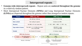• Genome-wide (interspersed) repeats – Repeat units are scattered throughout the genome
in a relatively random pattern.
• Short Interspersed Nuclear Elements (SINEs) and Long Interspersed Nuclear Elements
(LINEs) are dispersed throughout the genome rather than arranged as tandem repeats.
Interspersed repeats
 