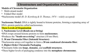 Models of Chromatin Organization
• Multi-strand model
• Folded fiber model
•Nucleosome model (R. D. Kornberg & O. Thomas, 1974 – widely accepted)
Nucleosome Model: DNA is tightly bound to histone proteins, forming a repeating array of
DNA–protein particles called nucleosomes.
Three Levels of Organization
1. Nucleosome Level (Beads-on-a-String)
•DNA wraps around histone proteins to form nucleosomes.
•Produces the "beads-on-a-string" structure (10 nm fiber).
2. 30 nm Chromatin Fiber (Solenoid Structure)
•Nucleosome arrays coil together to form a 30 nm condensed chromatin fiber.
3. Higher-Order Chromatin Packaging
•Chromatin folds into loops, domains, and scaffold structures.
•These higher levels of packaging condense into the metaphase chromosome.
Ultrastructure and Organization of Chromatin
 