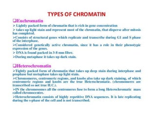 Eukaryotic genome organization