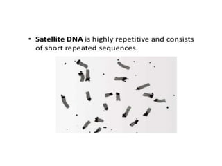 Eukaryotic genome organization