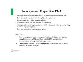 Eukaryotic genome organization