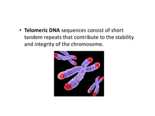 Eukaryotic genome organization