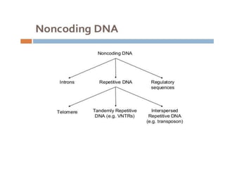 Eukaryotic genome organization