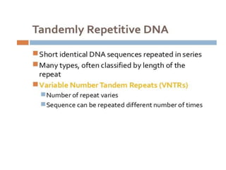 Eukaryotic genome organization