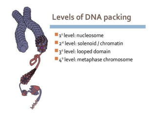 Eukaryotic genome organization