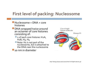 Eukaryotic genome organization