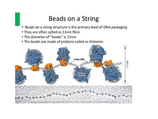Eukaryotic genome organization