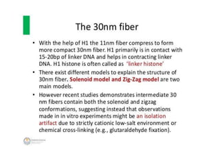 Eukaryotic genome organization