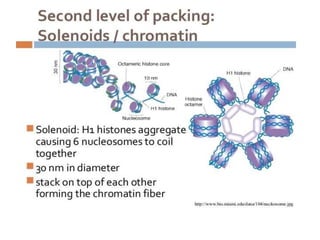 Eukaryotic genome organization