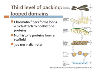 Eukaryotic genome organization
