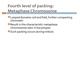 Eukaryotic genome organization