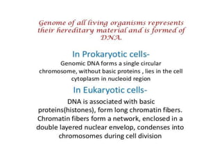 Eukaryotic genome organization