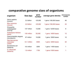 Eukaryotic genome organization