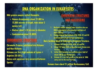 Eukaryotic genome organization