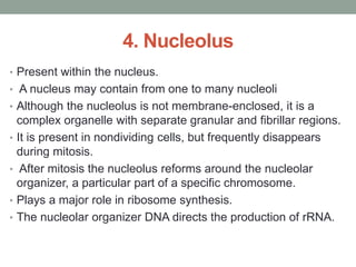 4. Nucleolus
• Present within the nucleus.
• A nucleus may contain from one to many nucleoli
• Although the nucleolus is not membrane-enclosed, it is a
complex organelle with separate granular and fibrillar regions.
• It is present in nondividing cells, but frequently disappears
during mitosis.
• After mitosis the nucleolus reforms around the nucleolar
organizer, a particular part of a specific chromosome.
• Plays a major role in ribosome synthesis.
• The nucleolar organizer DNA directs the production of rRNA.
 