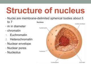 Structure of nucleus
• Nuclei are membrane-delimited spherical bodies about 5
to 7
• m in diameter
• chromatin
1. Euchromatin
2. Heterochromatin
• Nuclear envelope
• Nuclear pores
• Nucleolus
 