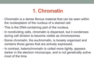 1. Chromatin
• Chromatin is a dense fibrous material that can be seen within
the nucleoplasm of the nucleus of a stained cell.
• This is the DNA-containing part of the nucleus.
• In nondividing cells, chromatin is dispersed, but it condenses
during cell division to become visible as chromosomes.
• Some chromatin, the euchromatin, is loosely organized and
contains those genes that are actively expressed.
• In contrast, heterochromatin is coiled more tightly, appears
darker in the electron microscope, and is not genetically active
most of the time.
 