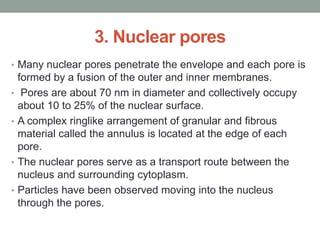 3. Nuclear pores
• Many nuclear pores penetrate the envelope and each pore is
formed by a fusion of the outer and inner membranes.
• Pores are about 70 nm in diameter and collectively occupy
about 10 to 25% of the nuclear surface.
• A complex ringlike arrangement of granular and fibrous
material called the annulus is located at the edge of each
pore.
• The nuclear pores serve as a transport route between the
nucleus and surrounding cytoplasm.
• Particles have been observed moving into the nucleus
through the pores.
 