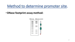 Method to determine promoter site.
• DNase footprint assay method:
7
 