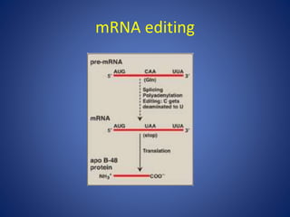 Eukaryotic regulation | PPT